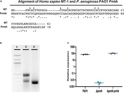 PmtA Regulates Pyocyanin Expression and Biofilm Formation in Pseudomonas aeruginosa